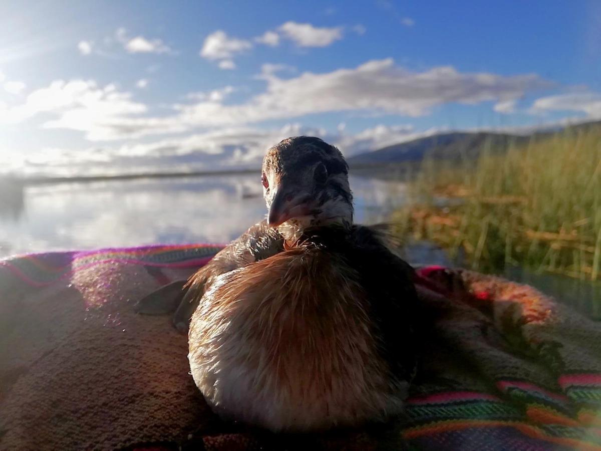 Uros Suma Jakana Lodge Puno Kültér fotó